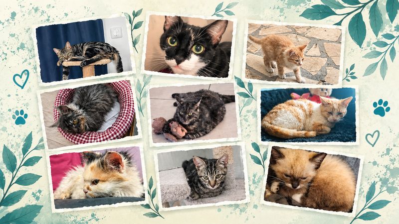 Photo 2 de Association Les chats libres du Micocoulier